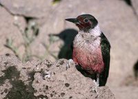 Lewis' Woodpecker - Melanerpes lewis