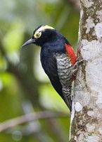 Yellow-tufted Woodpecker - Melanerpes cruentatus