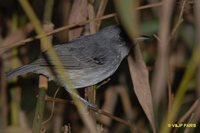 Plain Antvireo - Dysithamnus mentalis