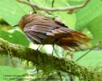 Rufous Piha - Lipaugus unirufus