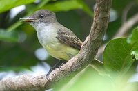 Dusky-capped Flycatcher - Myiarchus tuberculifer