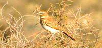 Ferruginous Lark - Calendulauda burra