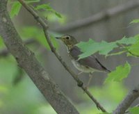 Swainson's Thrush - Catharus ustulatus