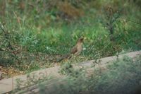 Creamy-bellied Thrush - Turdus amaurochalinus