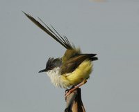 Yellow-bellied Prinia - Prinia flaviventris