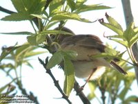 Eurasian Reed-Warbler - Acrocephalus scirpaceus