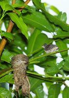 Pied Fantail - Rhipidura javanica