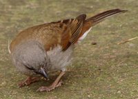 Southern Gray-headed Sparrow - Passer diffusus