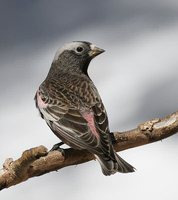 Black Rosy-Finch - Leucosticte atrata