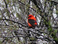 Scarlet Tanager - Piranga olivacea