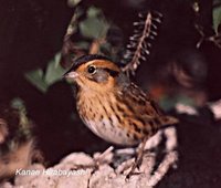 Nelson's Sharp-tailed Sparrow - Ammodramus nelsoni