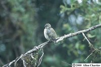 Small Tree-Finch - Camarhynchus parvulus