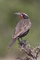 Long-tailed Meadowlark - Sturnella loyca