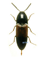 미동정 색방아벌레 - Ampedus