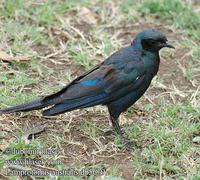 Lamprotornis australis UK: Burchell's Glossy-Starling