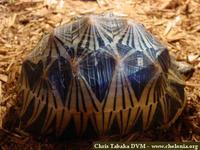 Radiated Tortoise, Geochelone radiata