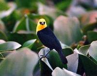 * Yellow Hood Blackbird