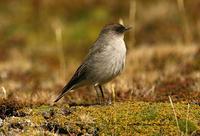 Dark-faced Ground-tyrant