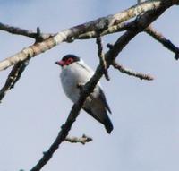 Black-tailed Tityra