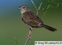 Botteri's Sparrow Aimophila botterii