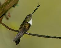 Collared inca