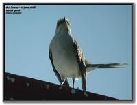 tropical mockingbird