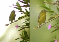 finsch's euphonia, female