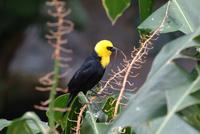 Yellow Naped Oriole