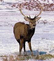 Red deer ( Cervus elaphus ) in snow in parkland in winter , Bradgate Park , Leicestershire , Eng...