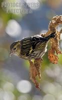 Siskin 