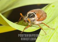 ...Germany , DEU , Datteln , 2005 Apr 19 : A may bug ( melolontha melolontha ) on green leaves . st