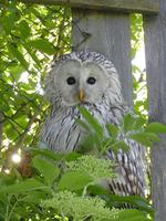 Habichtkauz (Strix uralensis)