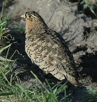 Black-faced Sandgrouse p.164