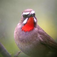 male Siberian Rubythroat