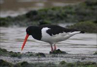 Eurasian Oystercatcher Haematopus ostralegus 검은머리물떼새