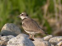 Long-Billed Linged Plover Charadrius placidusus 흰목물떼새