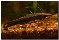 : Cynops ensicauda ensicauda; Sword-tailed Newt