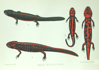 : Cynops wolterstorffi; Kunming Lake Newt
