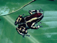 : Dendrobates auratus; Green And Black Dart-poison Frog