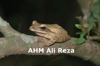 : Polypedates leucomystax; Common Tree Frog