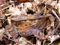 : Proceratophrys boiei; White-faced Horned Frog