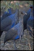 : Acryllium vulturinum; Vulturine Guineafowl