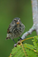 : Geospiza fortis; Medium ground finch