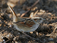 : Melospiza georgiana; Swamp Sparrow