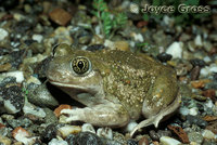 : Spea hammondii; Western Spadefoot