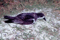 : Pterodroma hypoleuca; Bonin Petrel