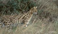 : Felis serval; Serval