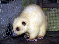 : Phalaneger orientalis; Northern Common Cuscus