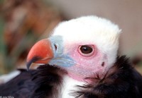 : Trigonoceps occipitalis; White-headed Vulture