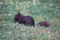 : Sciurus carolinensis pennsylvanicus; Melanistic Northern Gray Squirrel